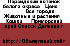 Персидский котенок белого окраса › Цена ­ 35 000 - Все города Животные и растения » Кошки   . Приморский край,Спасск-Дальний г.